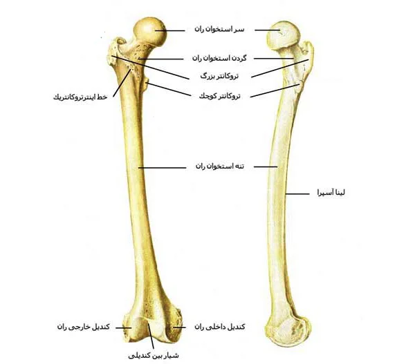 استخوان ران