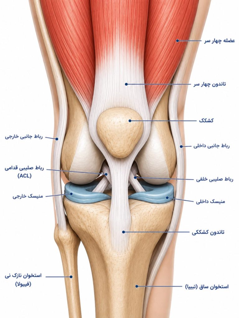 ساختار نرمال زانو